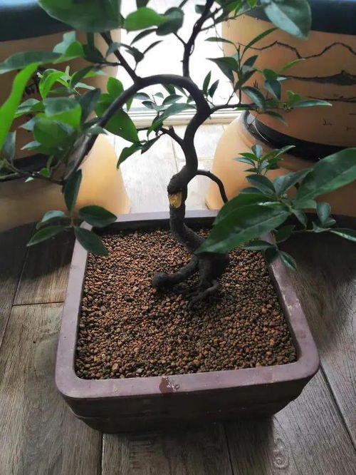 盆景根部腐烂怎么办？如何挽救