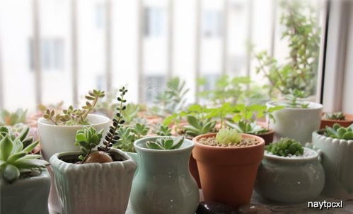 不锈钢盆，多肉植物的新家