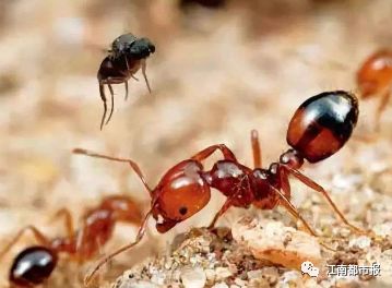 环状黄斑，死亡的信号