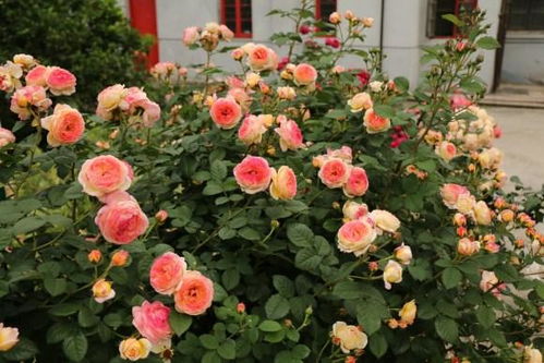 冬阳月季：冬日暖阳的美妙传说