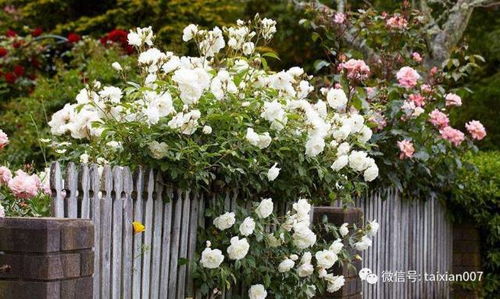 种植养护需要注意什么？