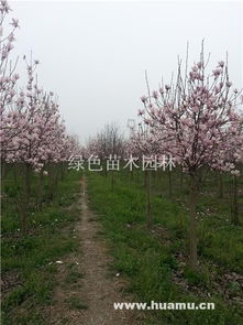 紫玉兰叶子发黄， 原因大揭秘