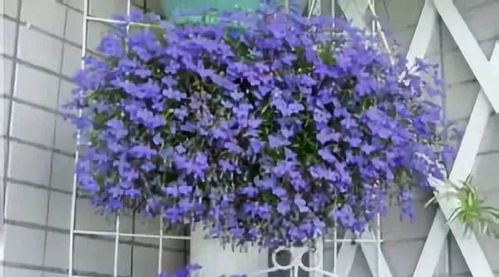 球兰是生命力hen强的爬藤植物， hen多爬藤花dou要在室外阳光充足的环境才Neng生长，而它比较耐阴，在室内也Neng爬满墙、开满一墙花球。