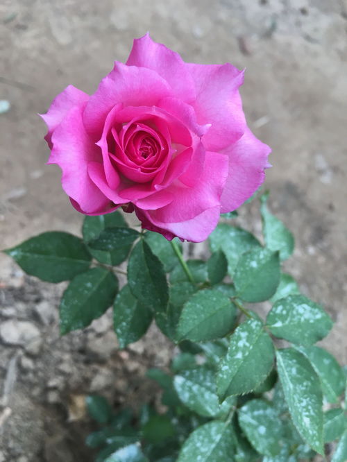黑法师浇水不当易导致烂根，掌握正确浇水方法至关重要