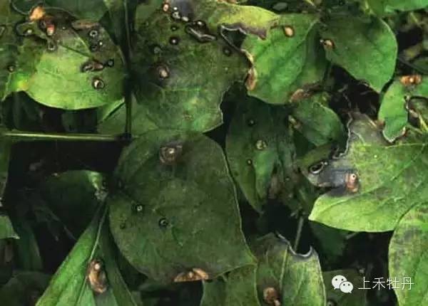 紫娇花病害防治要点