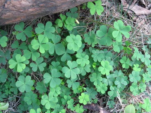 热带草籽在北方， 刚发芽就被冻成冰棍