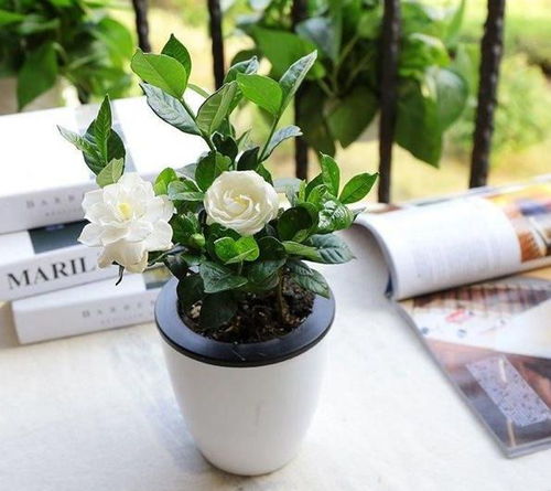 栀子花：清香四溢， 清新宜人