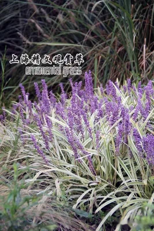 金边阔叶麦冬的美丽身影