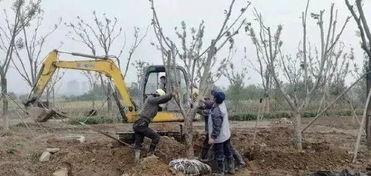 栽植之后 养护期便开启