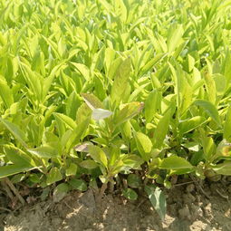 连翘苗种植密度揭秘：一亩地种多少棵？