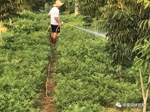 二、浇水时间的选择