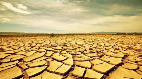 阶段性干旱，刺激生根