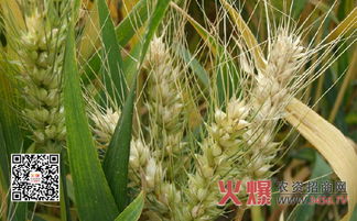 小麦病虫害的春季威胁