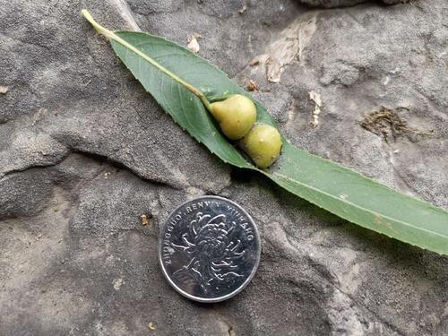 甲维盐：害虫克星还是失效药方？