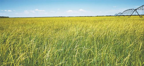 生态草助力， 中科羊草创佳绩