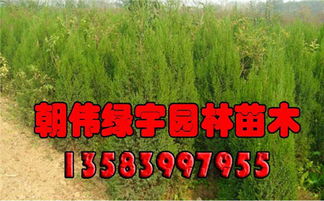 二、防范小苗弯曲的小秘诀