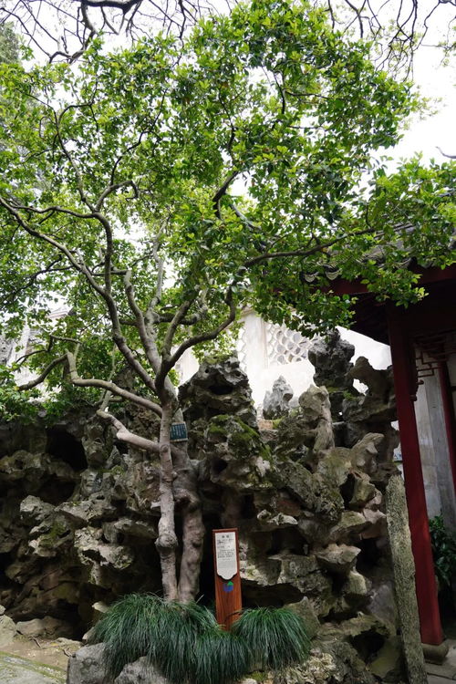 苏州路边常见树种，你知道都有哪些吗