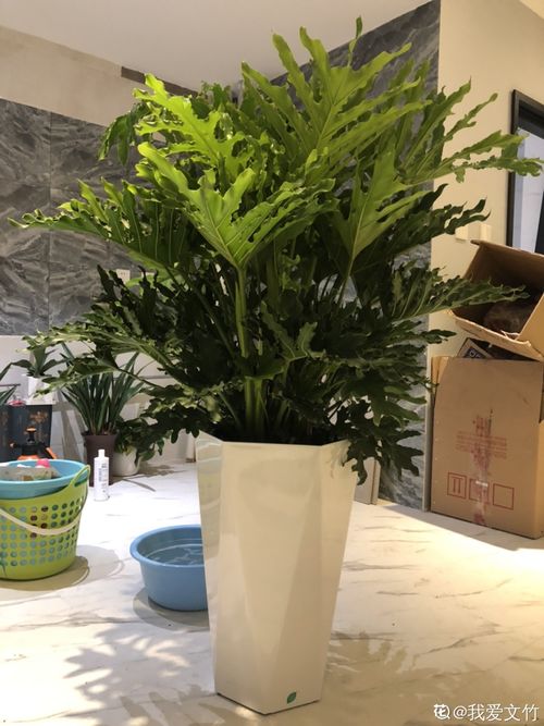 黑松喜阳耐阴，阳光花卉新宠