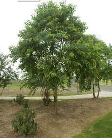 它们的名字，怎么这么难记呢？