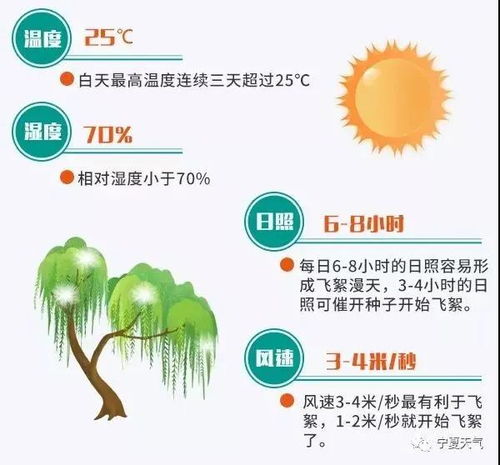 引子：无絮杨，树界的新宠