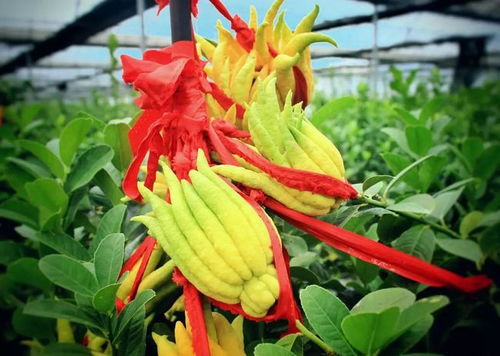 夏天高温怎么办：叶面喷水大法