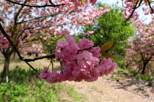 樱花：粉白相间， 如梦似幻