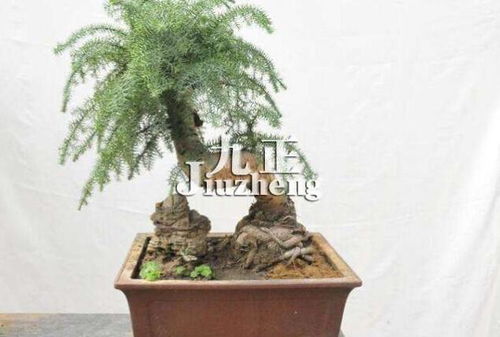 澳洲杉家居养护适宜吗？