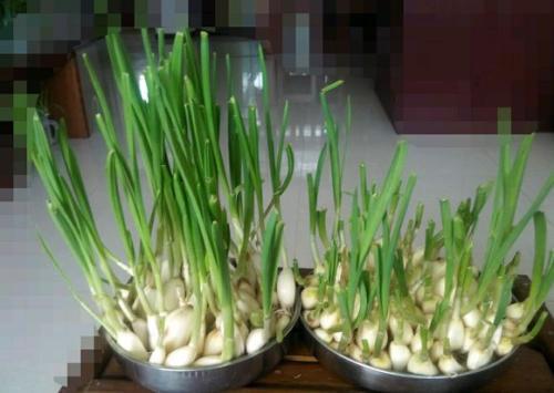 蒜苗怎么种植在家环保吗？