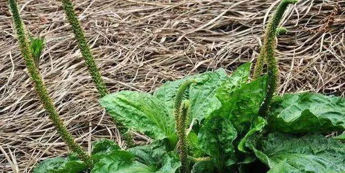 播种技巧，你知道吗？