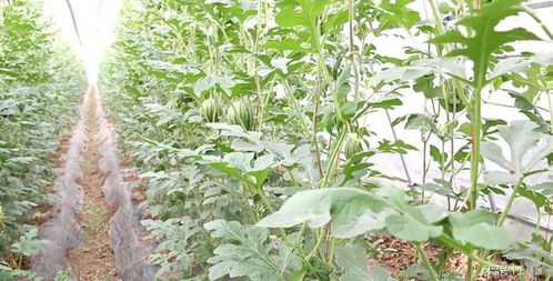 化学方法：使用平安清洁剂