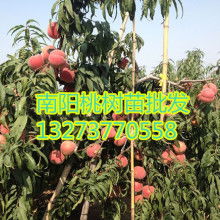 南阳名优品种， 易于成活
