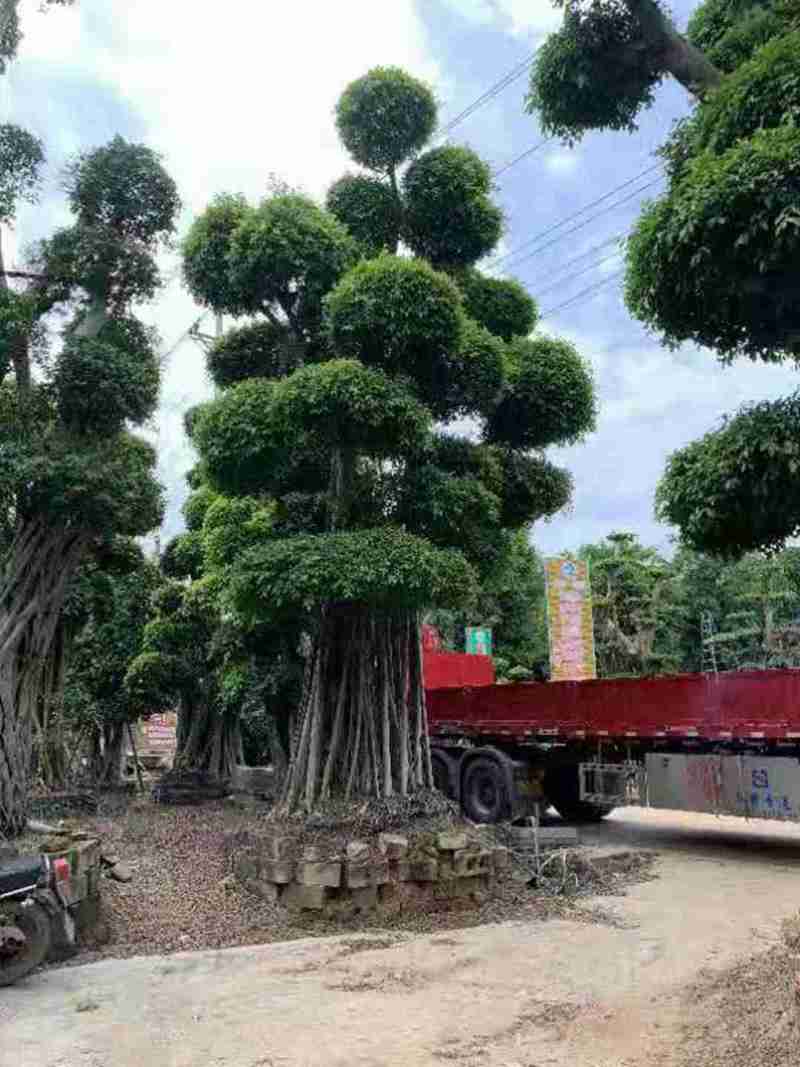 盆景大榕树如何修剪造型？