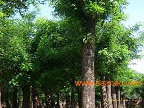 洋槐树本嫩嫁接国槐树