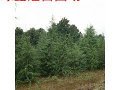 四、如何选择合适的雪松工程苗