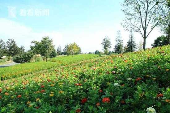 上海辰山植物园的大胆实验， 证明生命力