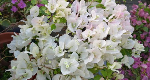 三角梅黄叶掉叶是啥情况？