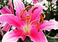 百合花繁殖技巧详解：了解百合花繁殖方法及注意事项