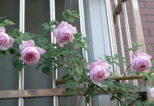 真宙月季：夏夜星空的舞者