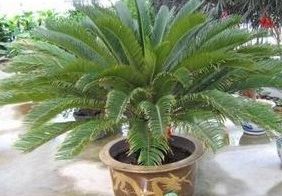 铁树浇透后如何处理？