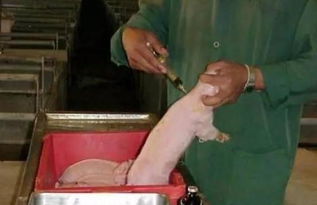 产房管理不当，如何有效提升仔猪成活率？