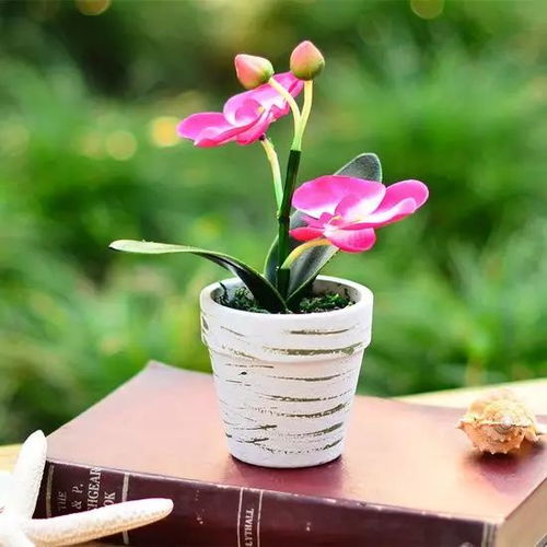 适合室外养殖的花卉推荐