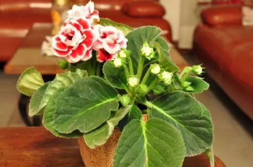 半阴性地被植物