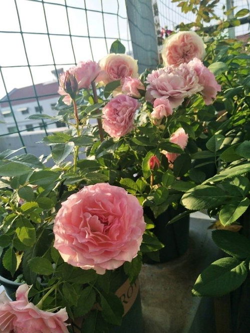 种植地区大揭秘