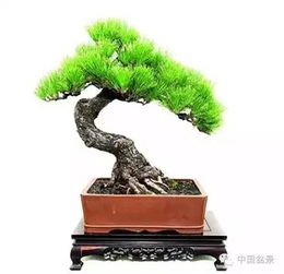 2. 移盆时小心， 别让松树宝贝受伤