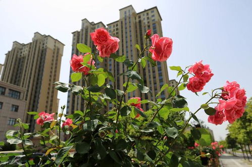 园土与沙子的比例，你真的了解吗？