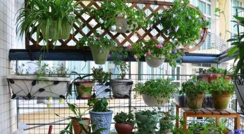 冬季养花必知：新手养护技巧大揭秘！