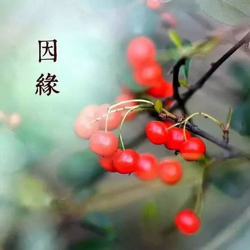 夫妻海棠种子怎么种？如何让它们绽放出浪漫之花