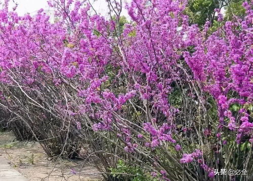南方的花树盛宴
