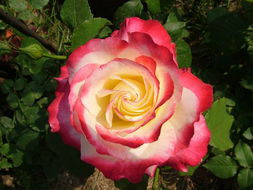 红双喜月季：色彩斑斓的混色之王