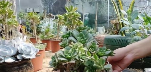 播种方法， 注意事项要牢记